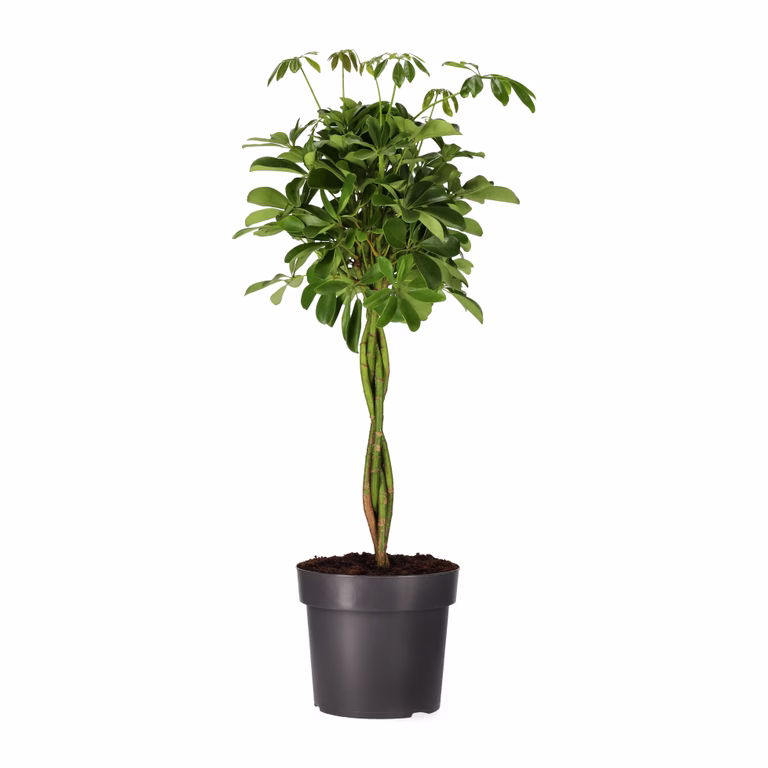 Paraplyaralia 'Nora'