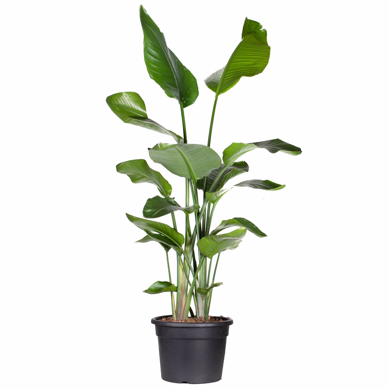 Vit papegojblomma
