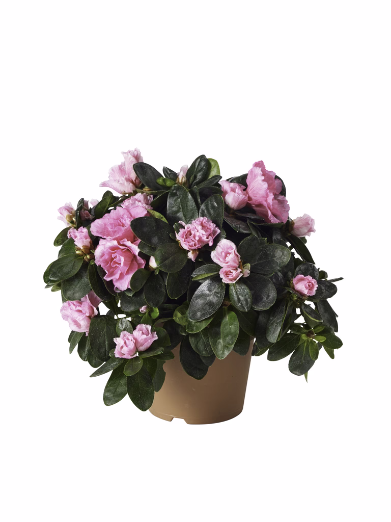 Azalea