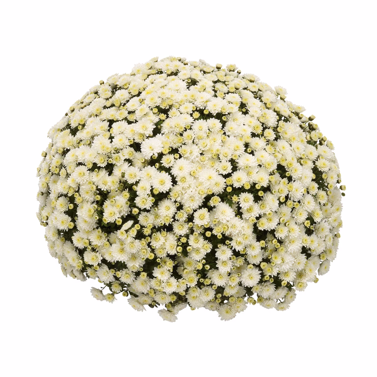 Bollkryss
