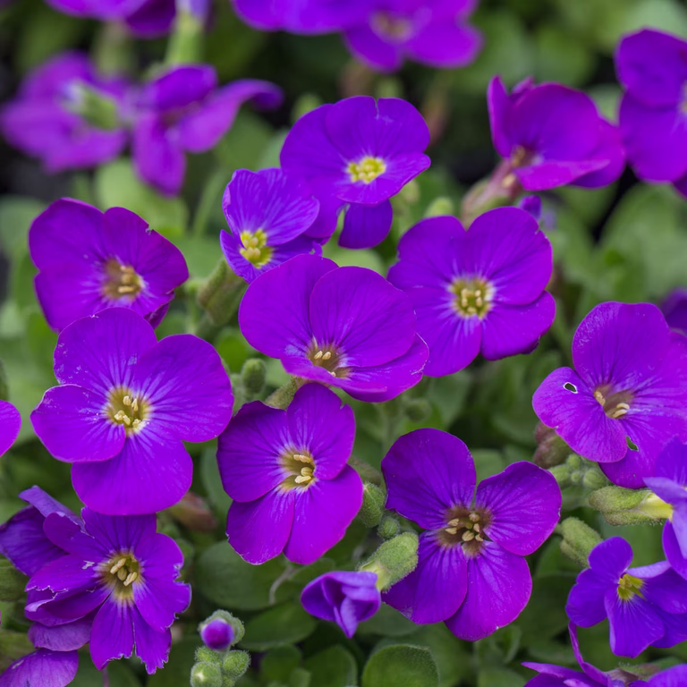 Aubrietia