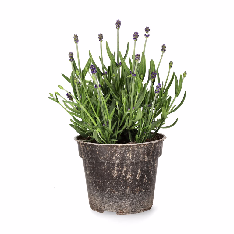 Lavendel 'Felice'