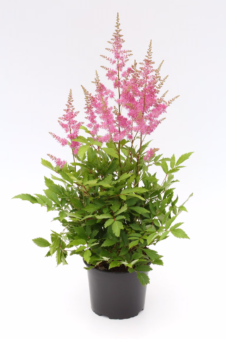 Astilbe