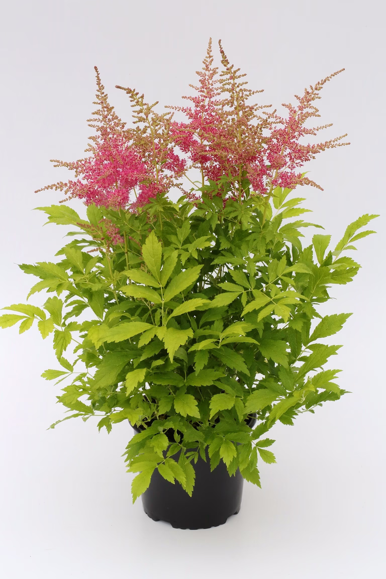 Astilbe