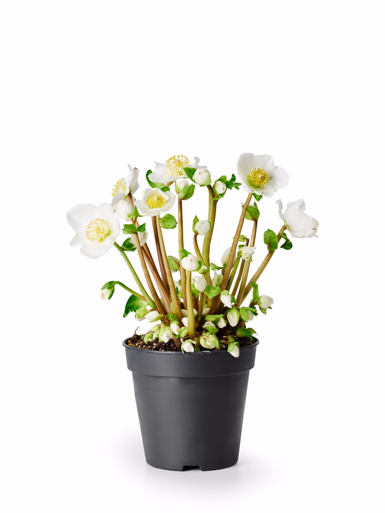 Julros 'Verboom Beauty'