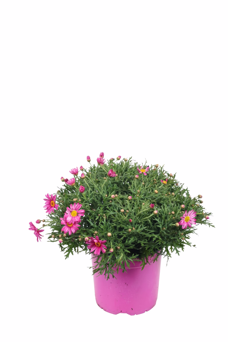 Margerit