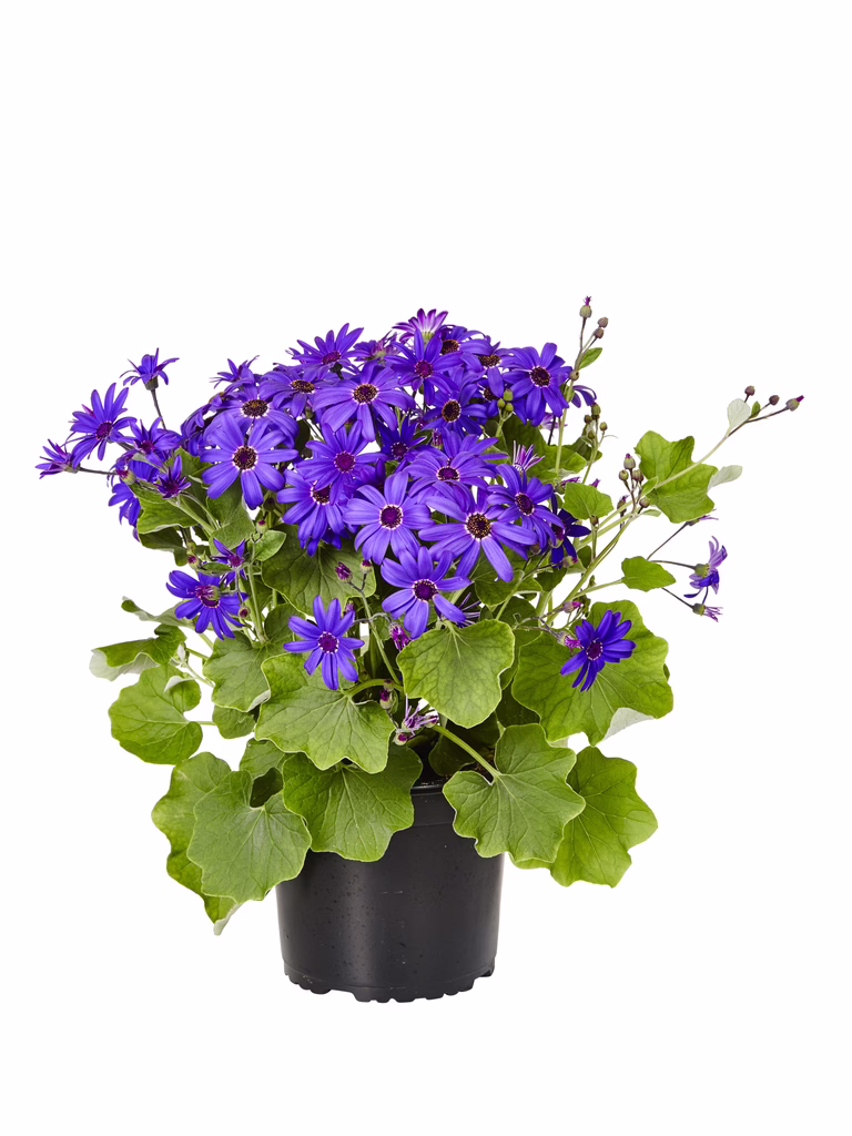 Cineraria 'Senetti'
