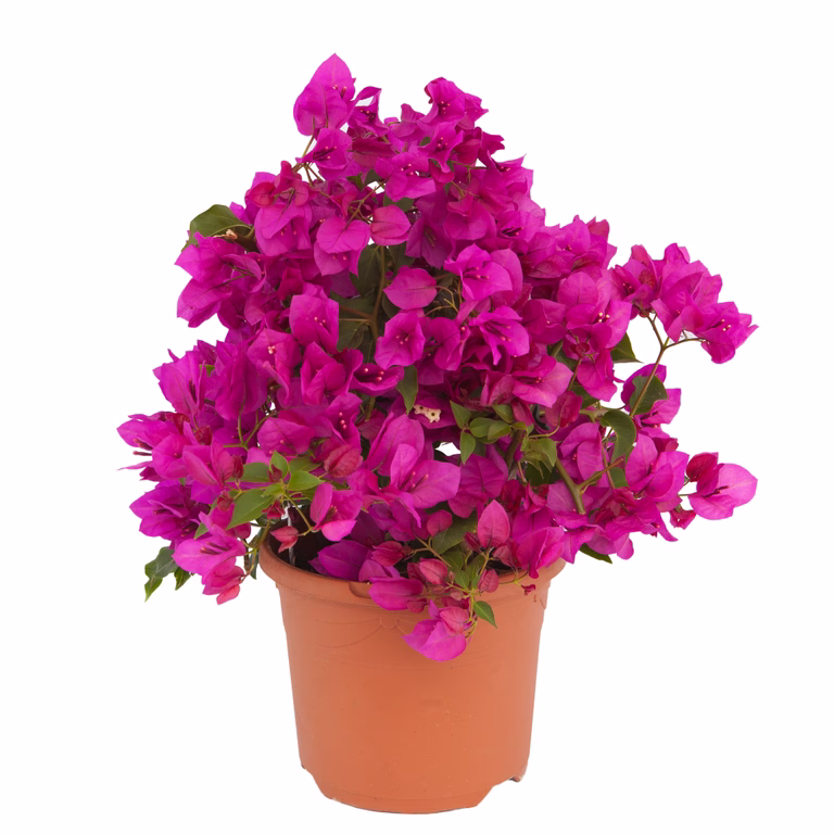 Stor trillingblomma 'Renate'