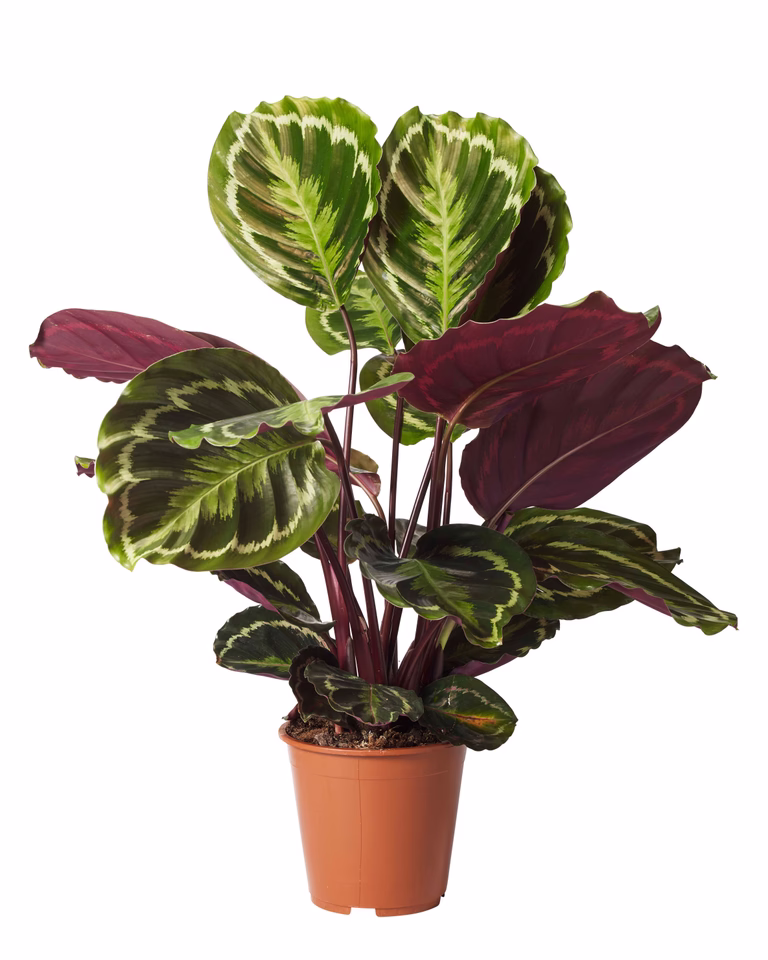 Kalatea 'Medallion'
