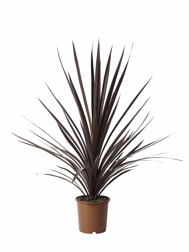 Syddracena 'Red star'