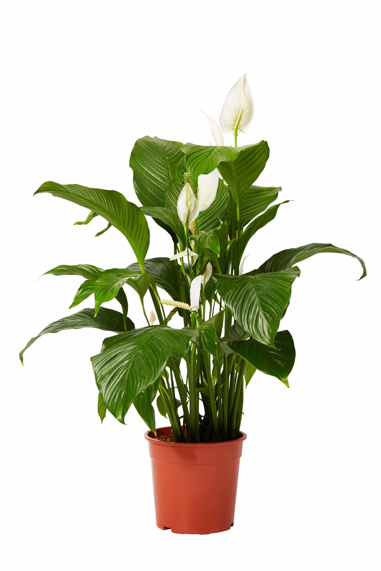 Fredskalla 'Sweet Lauretta'