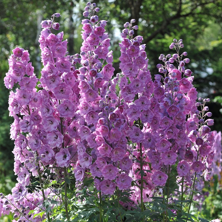 Trädgårdsriddarsporre 'Astolat'