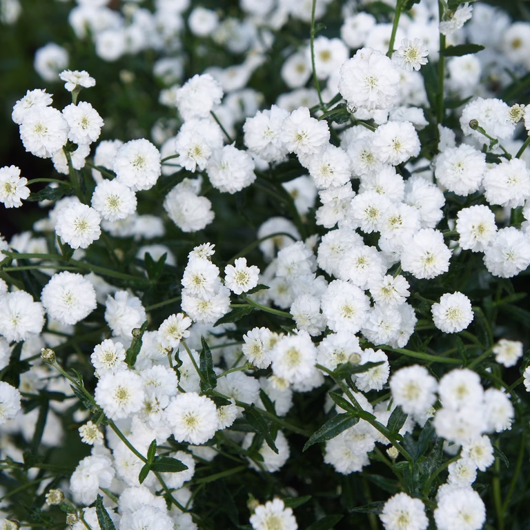 Vitpytta 'The Pearl'