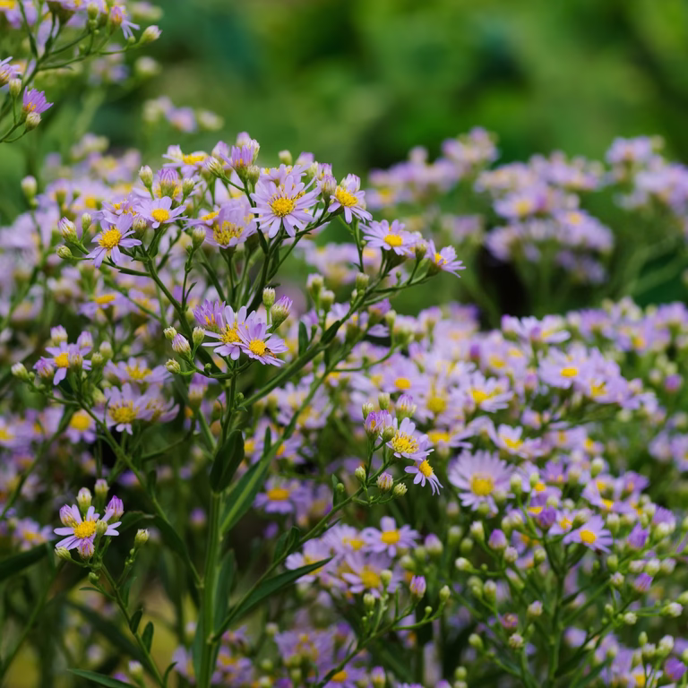 Balsamaster 'Asran'