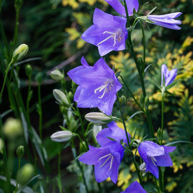 Campanula persicifolia