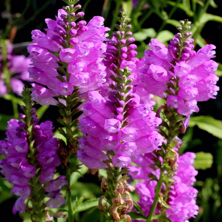 Drakmynta 'Bouquet Rose'