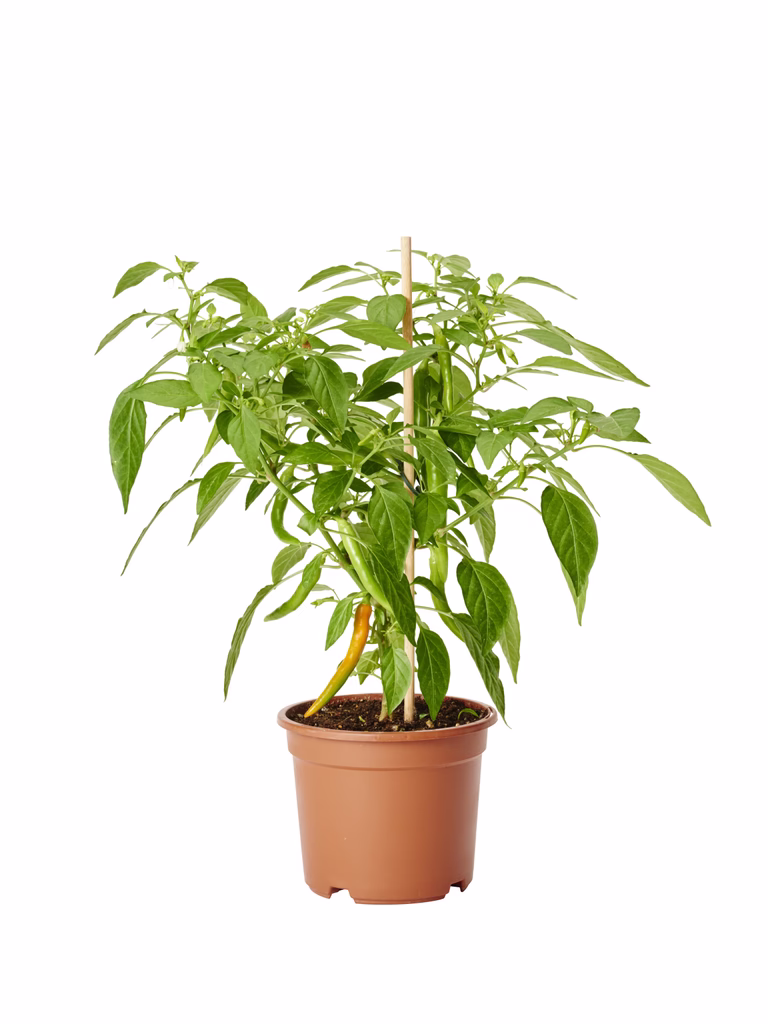 Chili