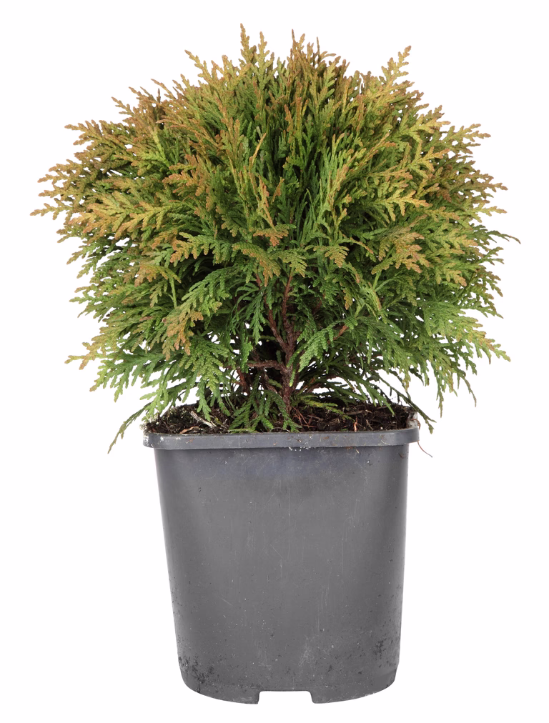 Tuja 'Danica'