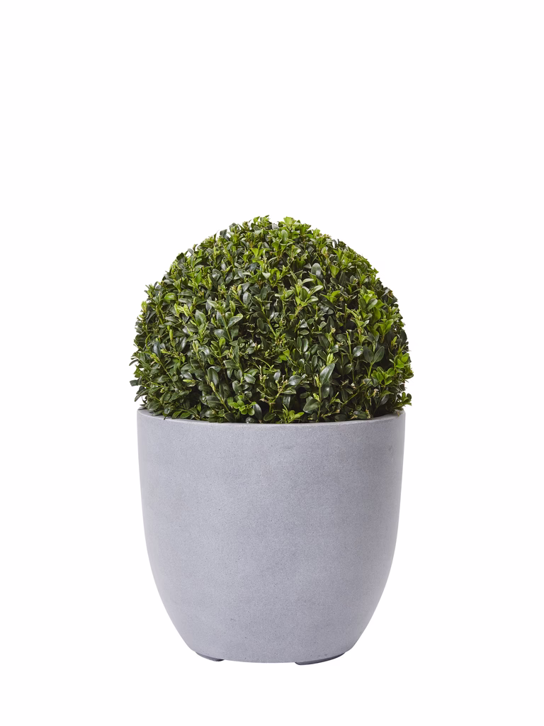 Buxbom 'Arborescens', boll