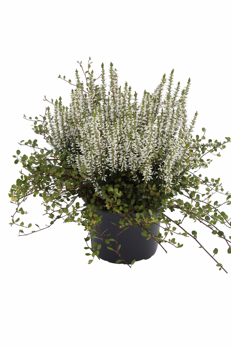 Romantic G. Calluna, Muehlenbechia 11 cm