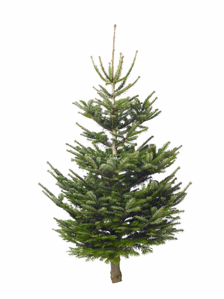Kungsgran 160-190cm
