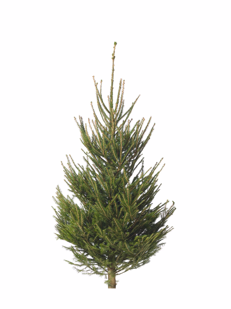 Rödgran 160-190cm