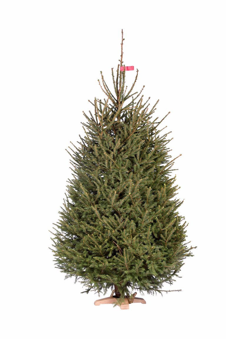 Rödgran 220-270cm