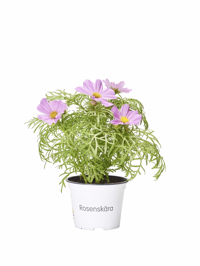 Rosenskära