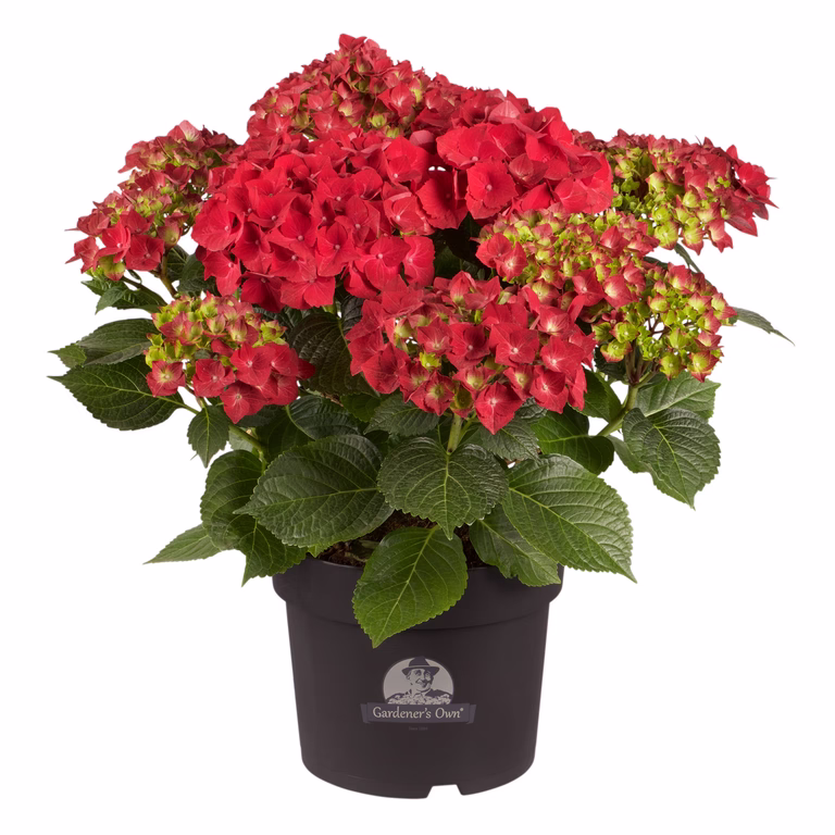 Hortensia