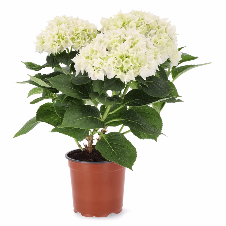 Hortensia