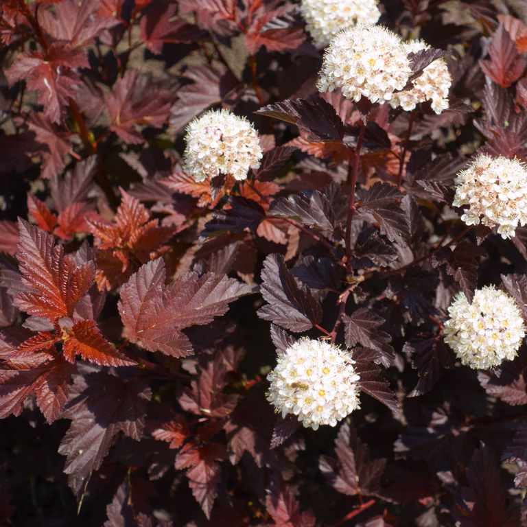 Smällspirea ALL BLACK