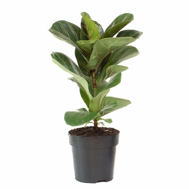 Fiolfikus Bambino