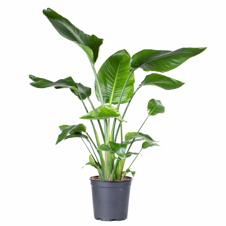 Vit papegojblomma