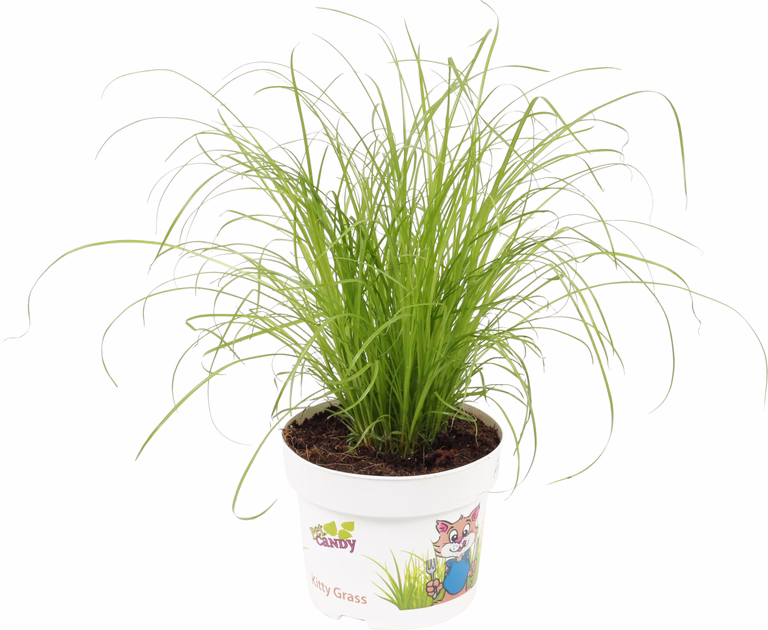 Liten parasollsäv 'Zumula'