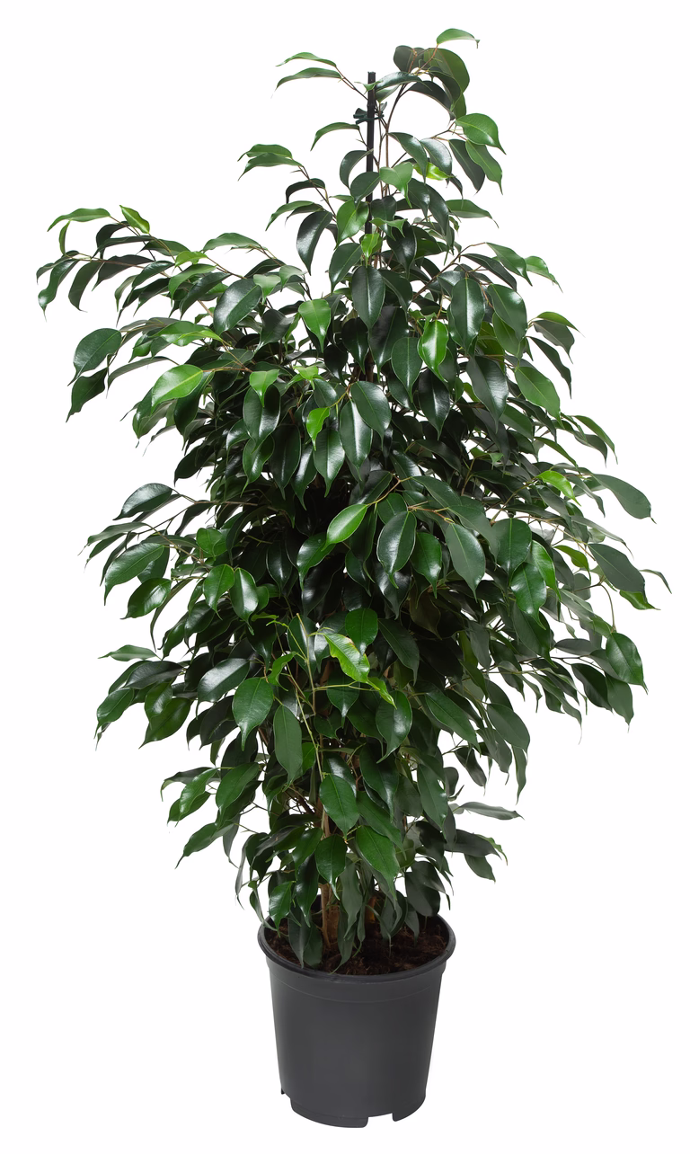 Benjaminfikus 'Danielle'