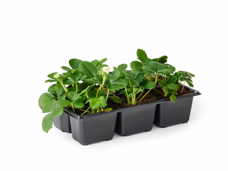 Jordgubbar 'Korona'