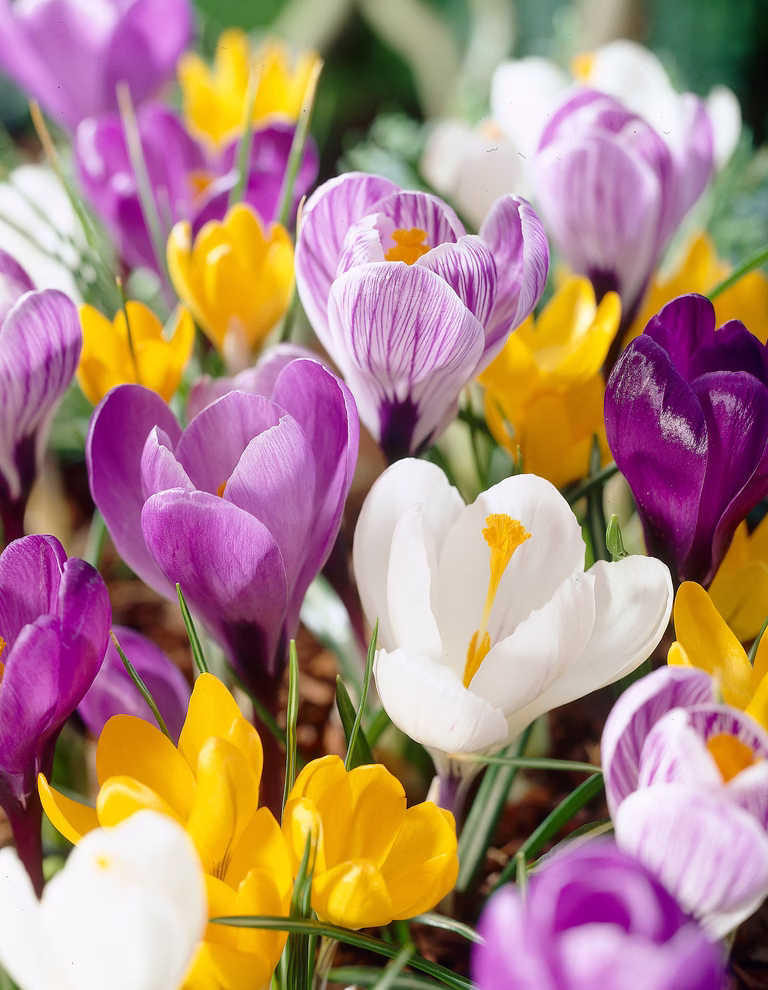 Storblommig vårkrokus mix