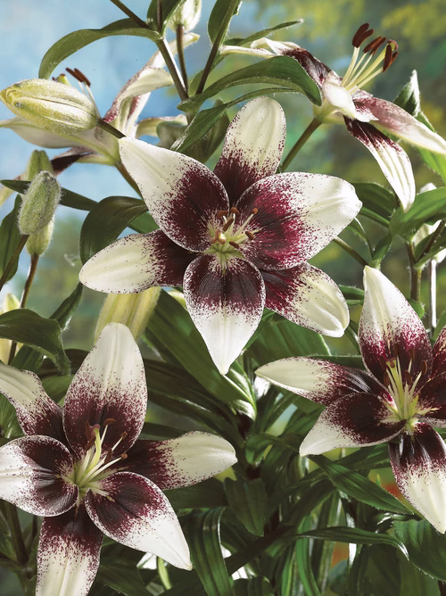Asiatlilja TANGO LILY CAPUCHINO