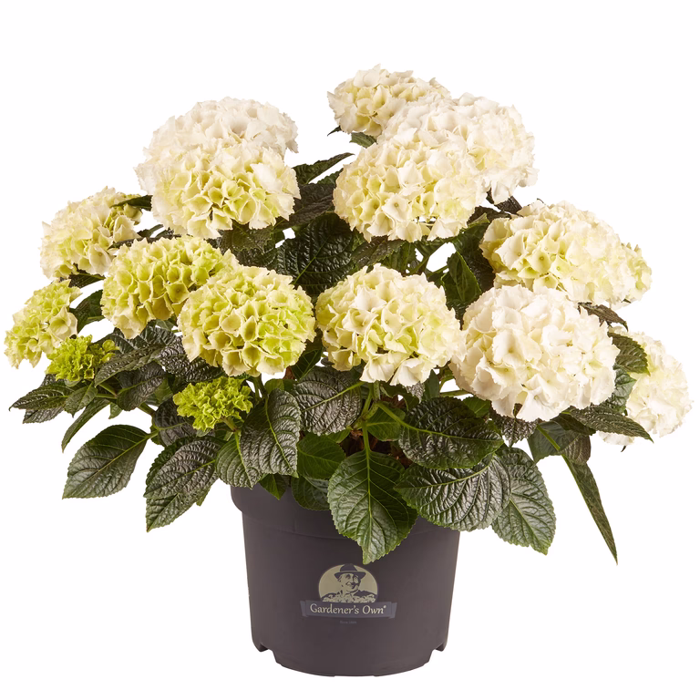 Hortensia