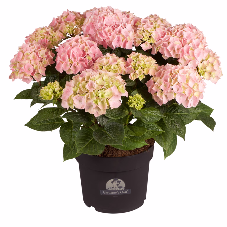 Hortensia