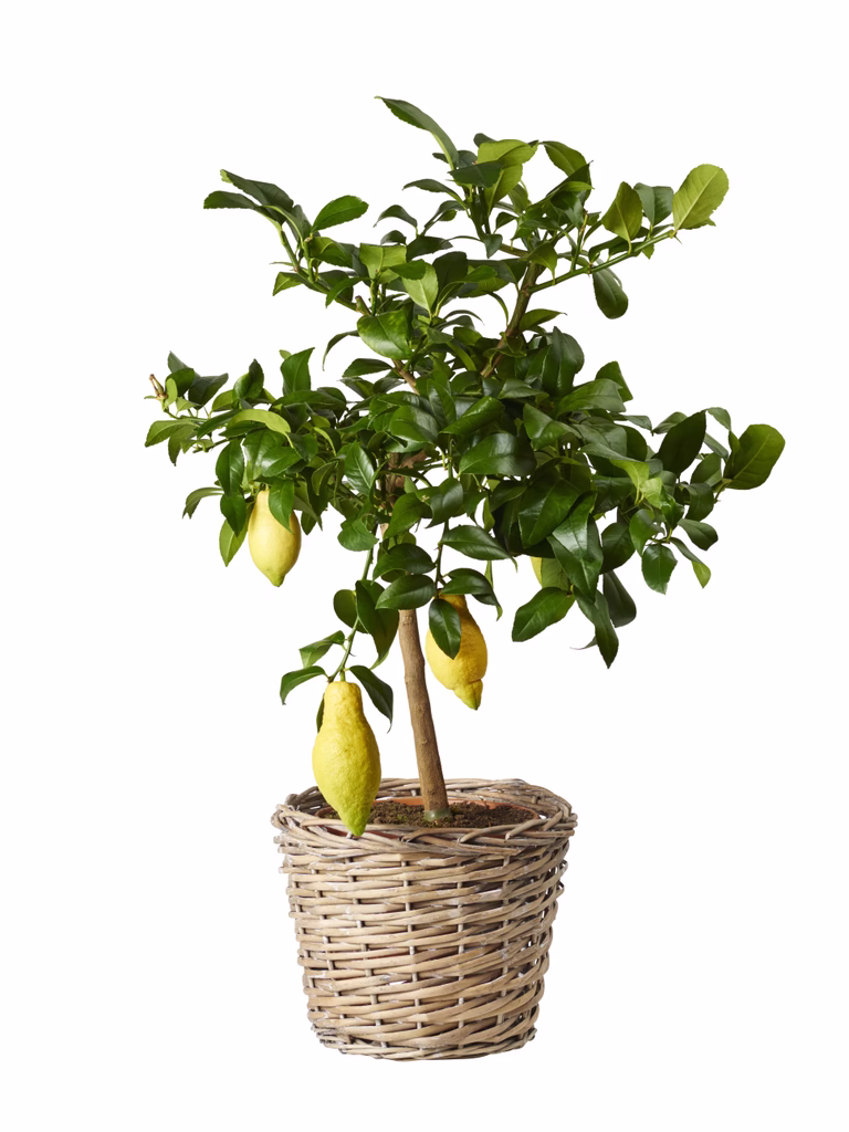Citron på stam