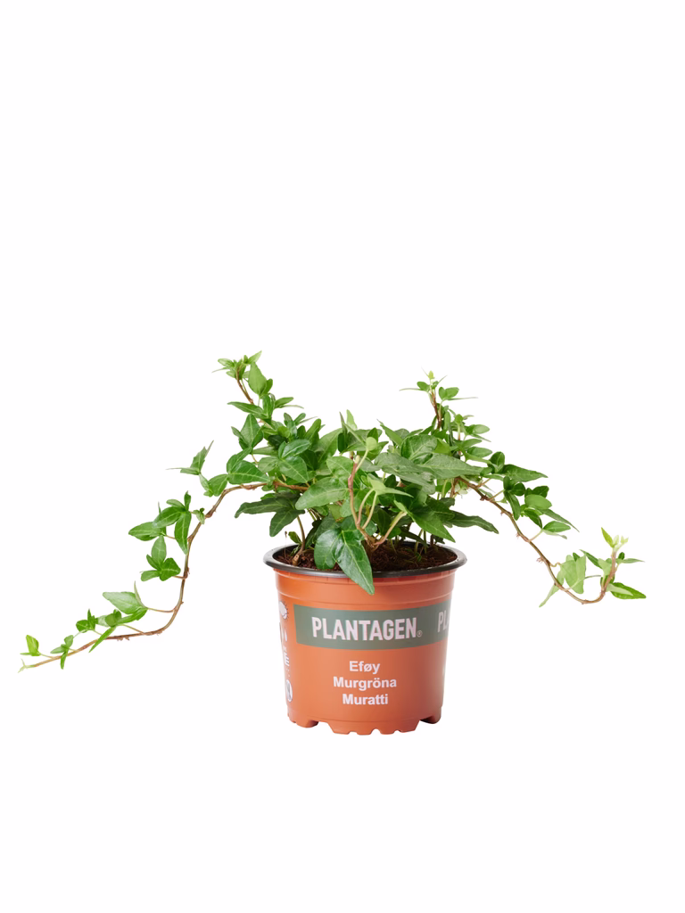 Murgröna medellånga rankor