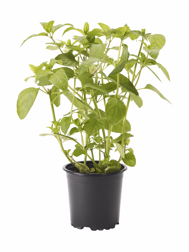 Mentha x piperita KRAV 10,5 cm