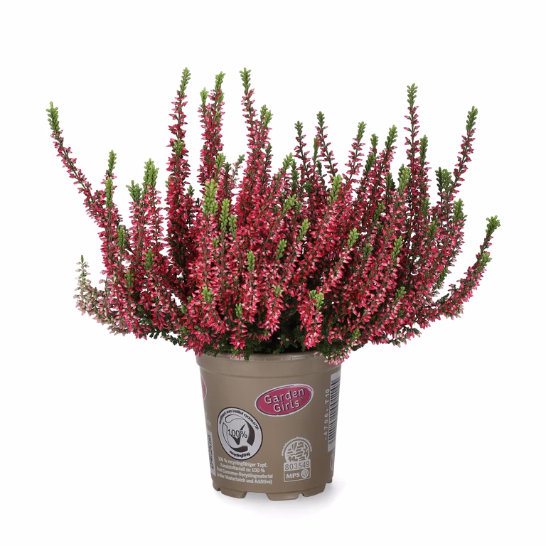 All Nature Calluna 10,5 cm