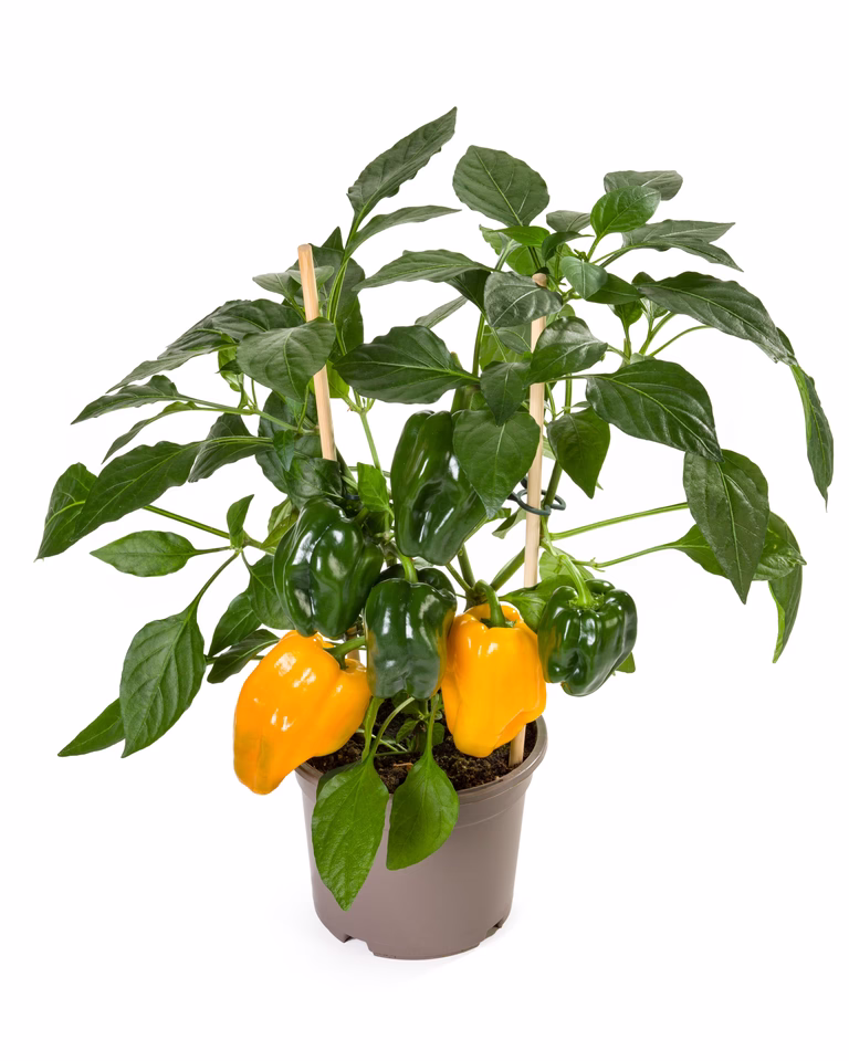 Gul paprika