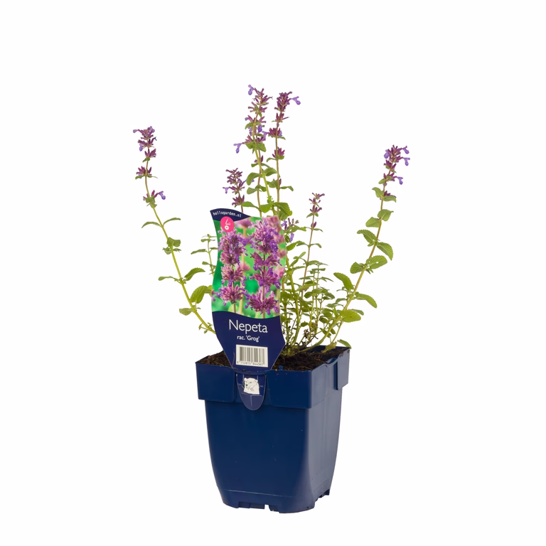 Nepeta racemosa 'Grog'