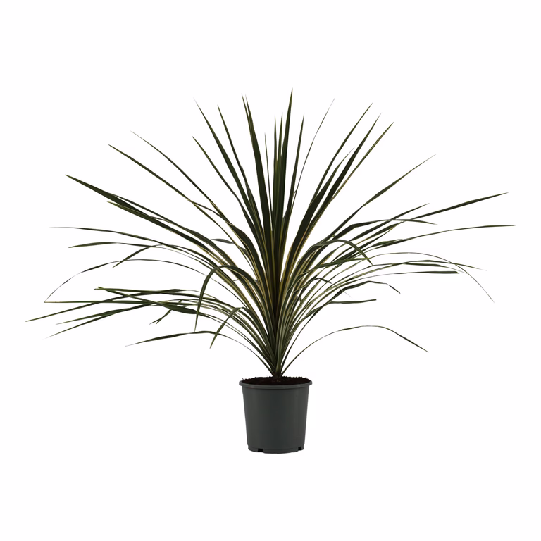 Syddracena 'Variegata'