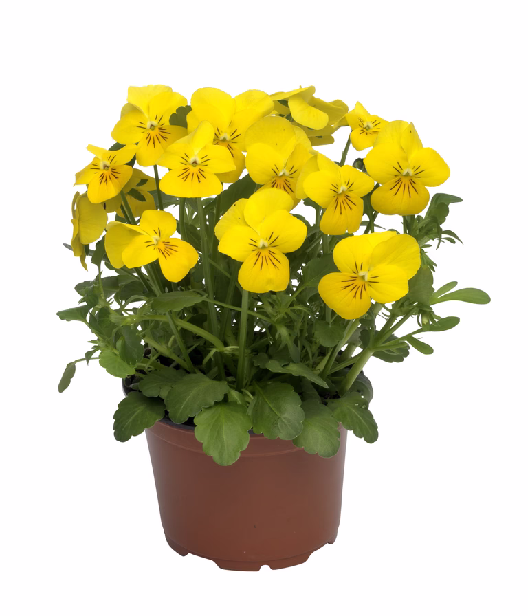 Pensé småblommig