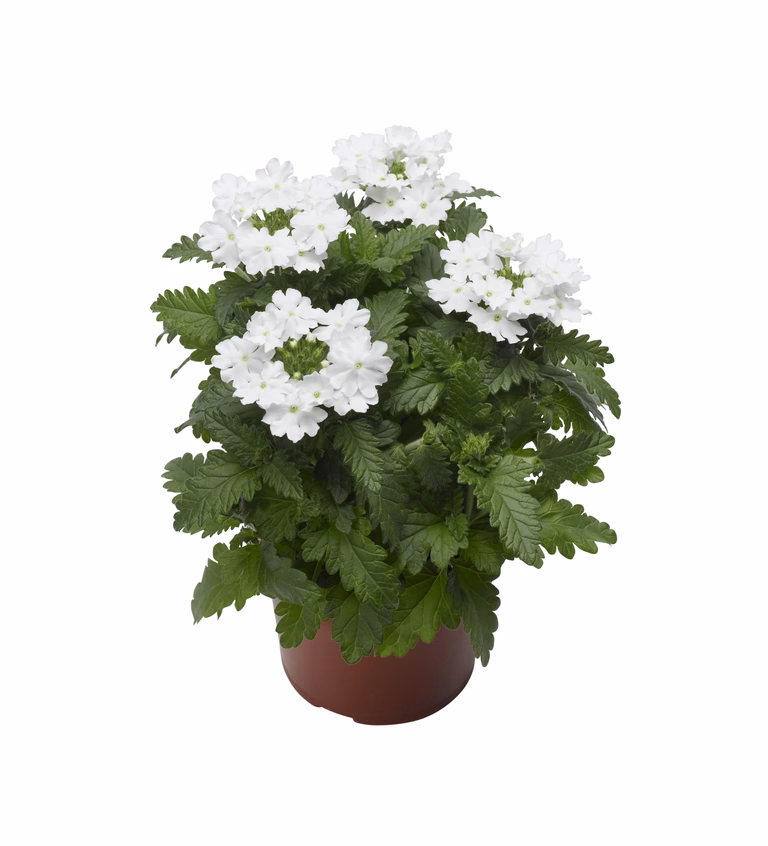 Trädgårdsverbena
