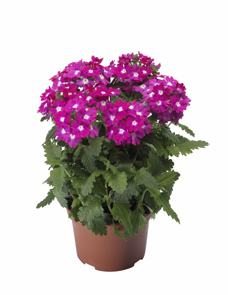 Trädgårdsverbena